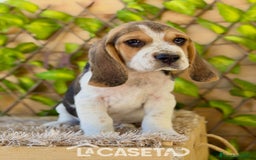 Beagle perros en venta: Camada de Fauna - Imagen 2