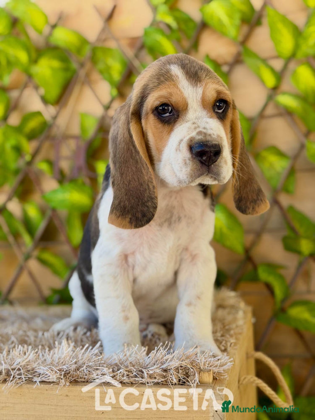 Beagle perros en venta: Camada de Fauna - Imagen 2