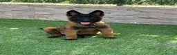 Pastor Belga Malinois perros en venta: Cachorra malinois máxima calidad  - Anuncio 3