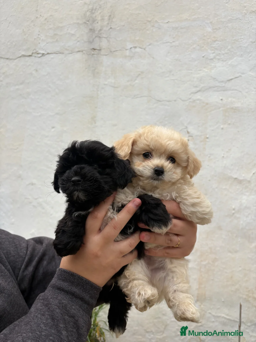 Maltipoo perros en venta: Maltipoo Toys  - Anuncio 3