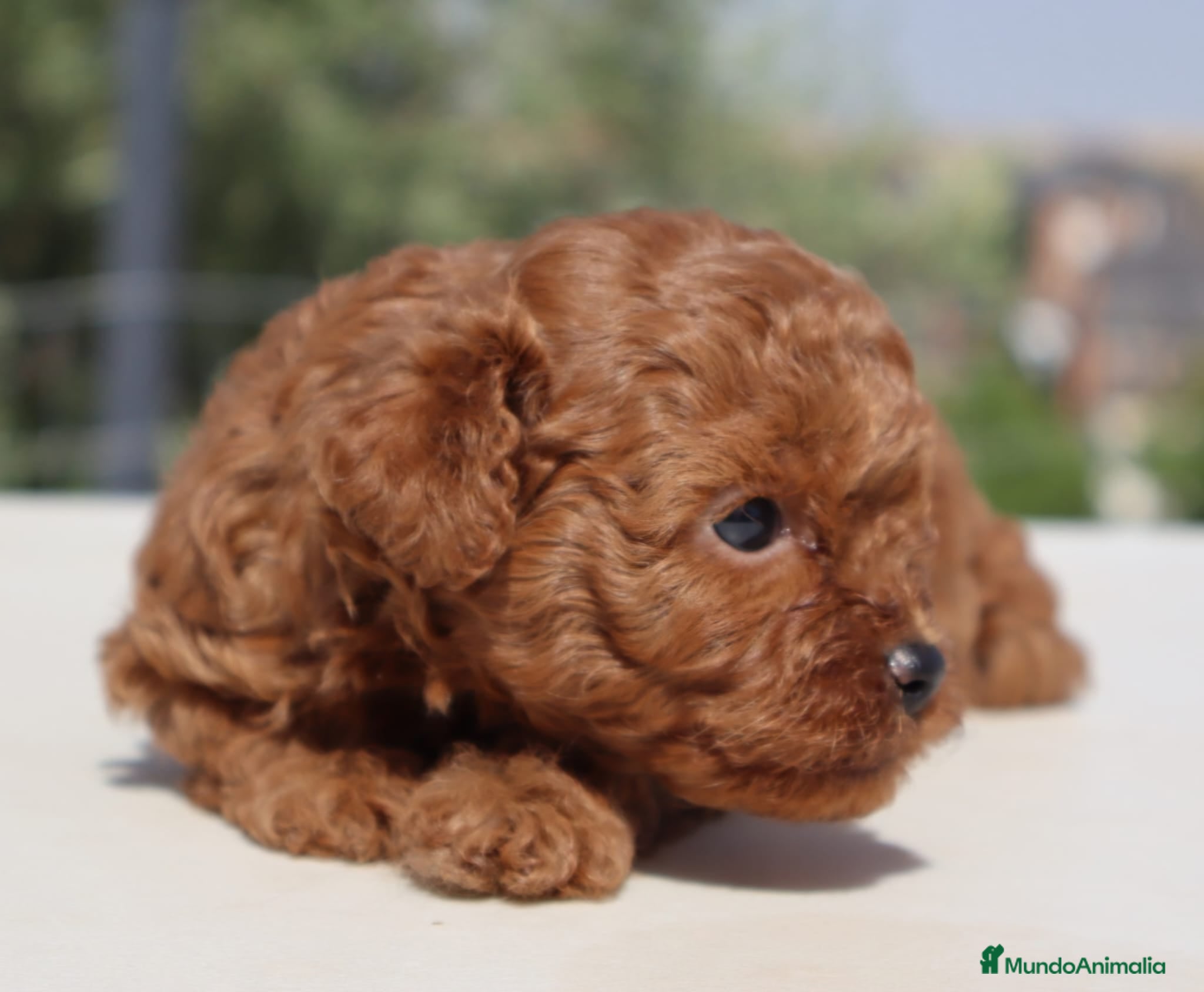 Caniche Toy perros Caniche toy roja - Anuncio 2