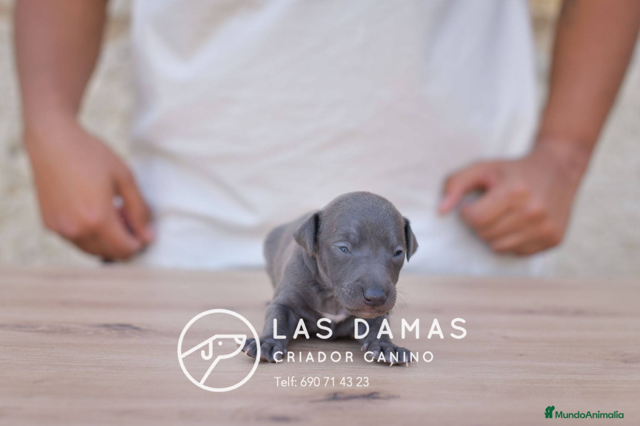 Pequeño Lebrel Italiano perros Galgo lebrel italiano - Anuncio 1