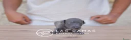Pequeño Lebrel Italiano perros en venta: Galgo lebrel italiano - Anuncio 1