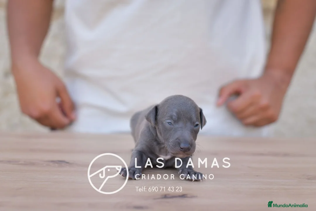 Pequeño Lebrel Italiano perros en venta: Galgo lebrel italiano - Anuncio 1