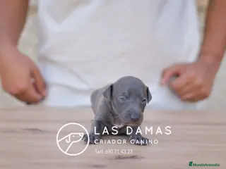 Pequeño Lebrel Italiano perros Galgo lebrel italiano - Anuncio 6