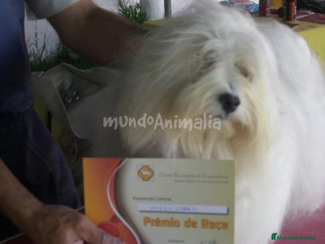 Imagen de galería {{count}}