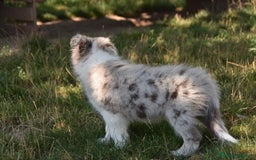 Border Collie perros en venta: MACHO rojo mirlo de Border Collie - Imagen 8