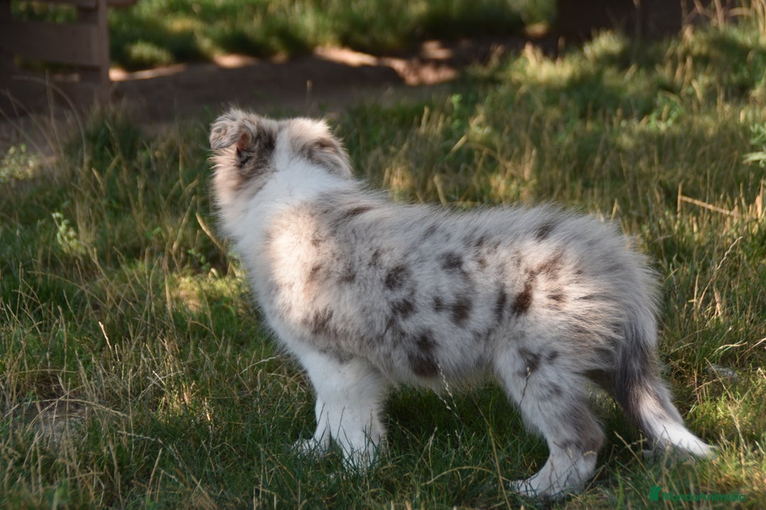 Border Collie perros en venta: MACHO rojo mirlo de Border Collie - Imagen 8