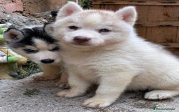 Husky Siberiano perros en venta: Husky siberiano  - Imagen 13