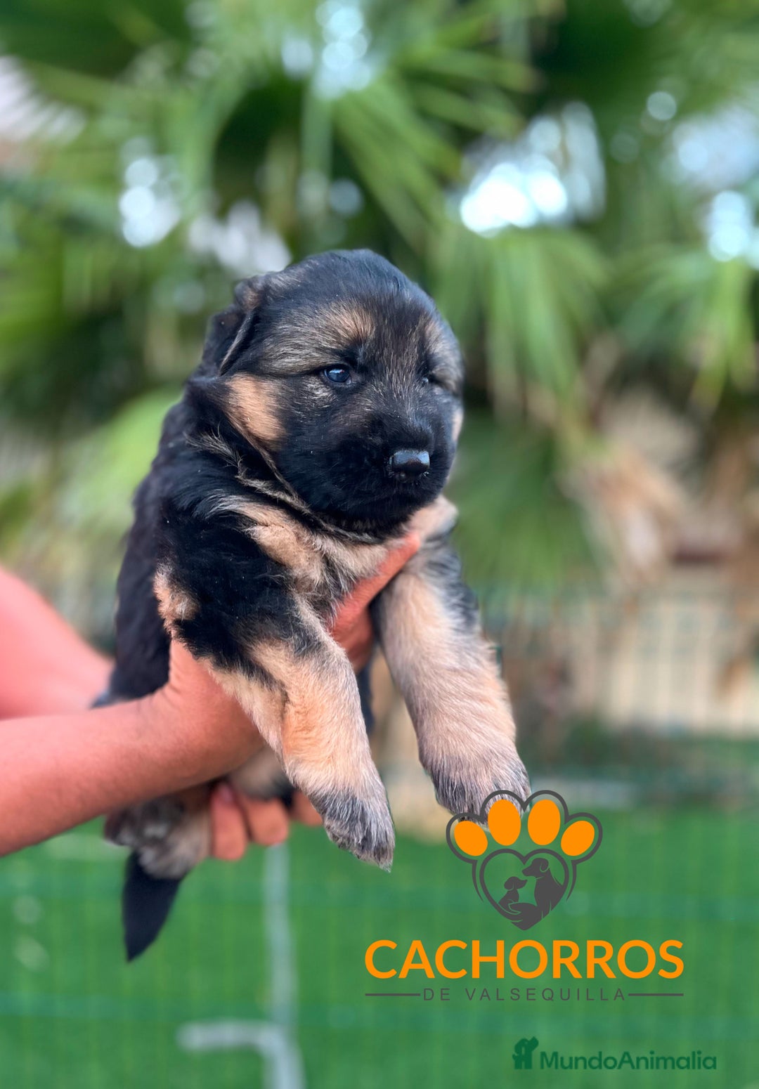 Pastor Alemán perros en venta: Pastor alemán  - Imagen 3