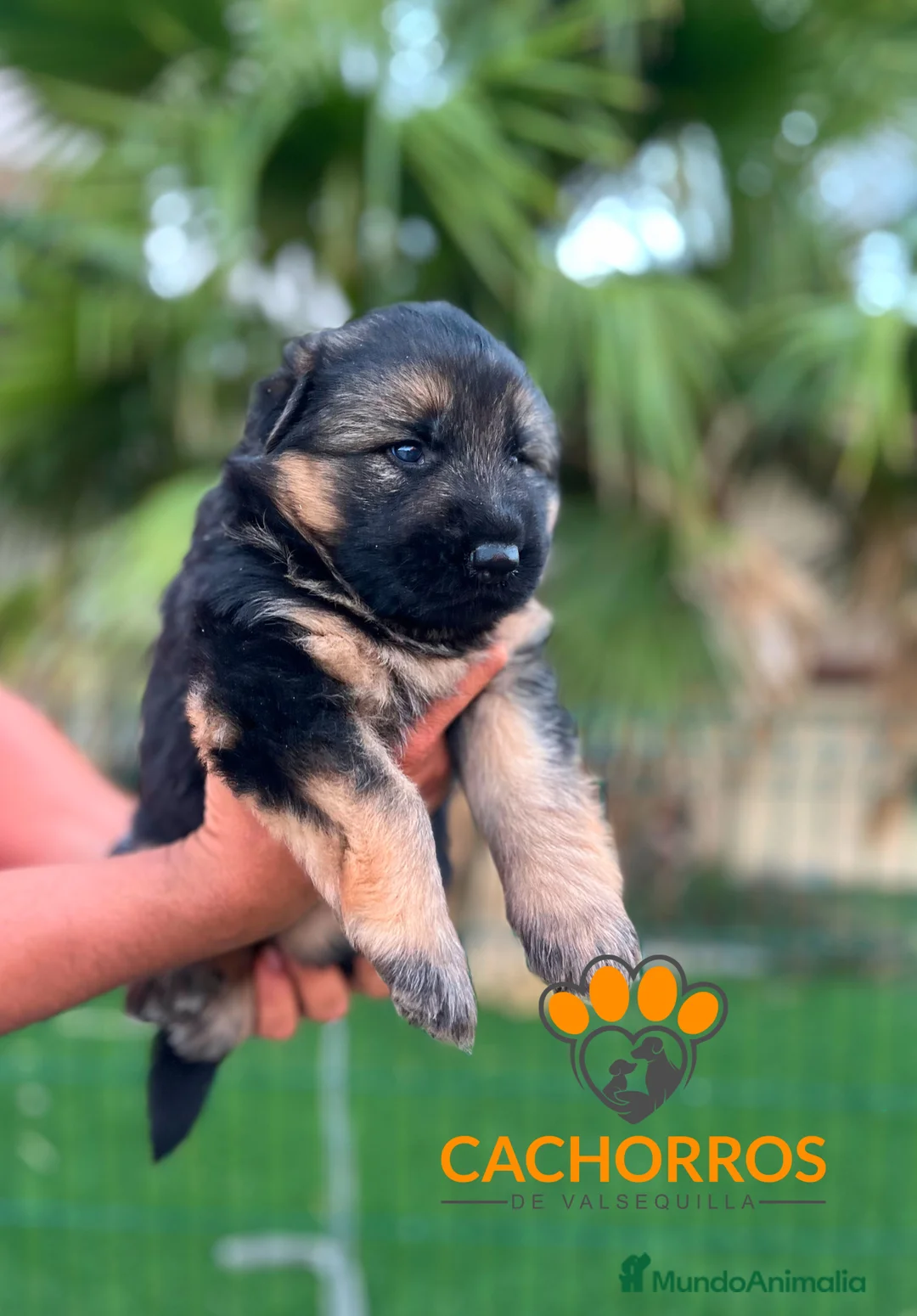 Pastor Alemán perros en venta: Pastor alemán  - Anuncio 3