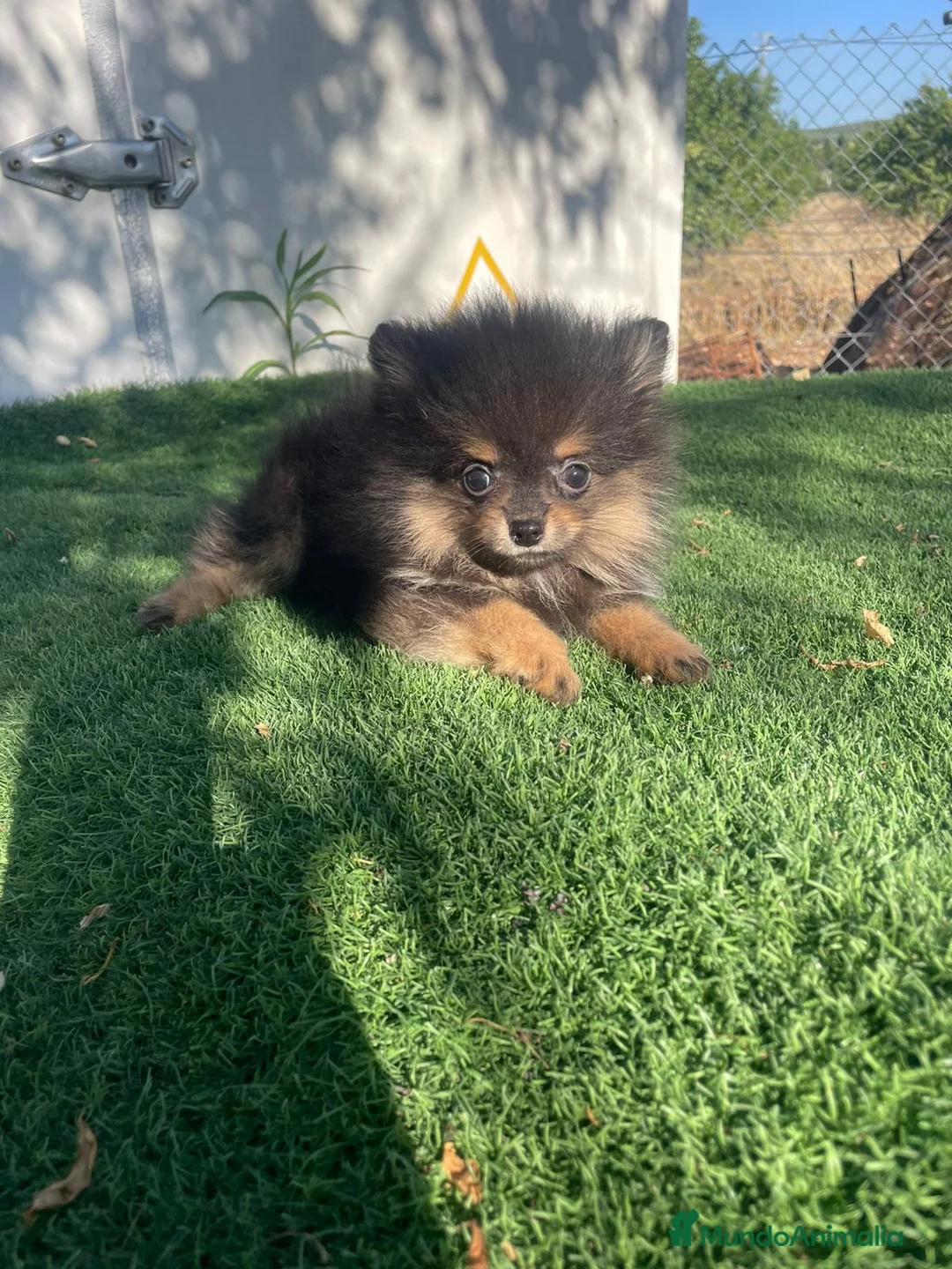 Pomerania perros en venta: POMERANIA TOY CAMADA PRECIOSA - Anuncio 1