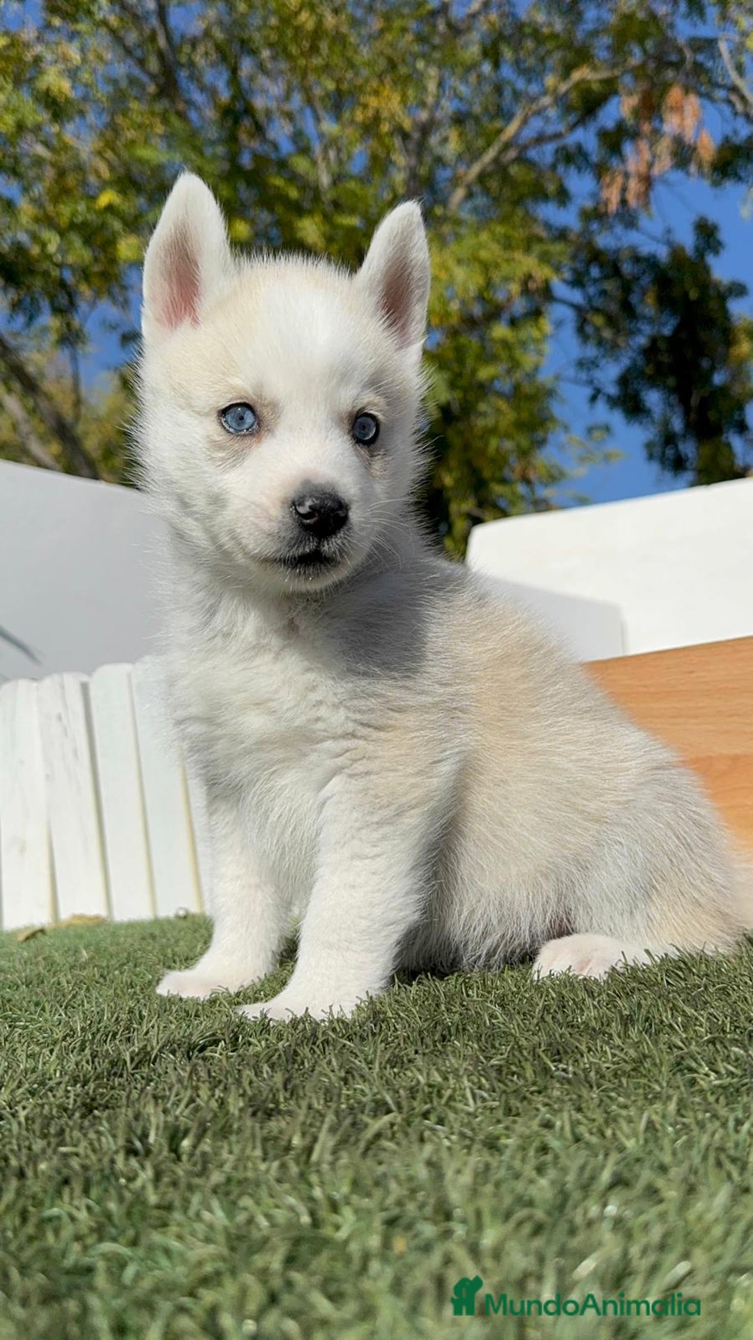 Husky Siberiano perros en venta: HUSKY  - Anuncio 9