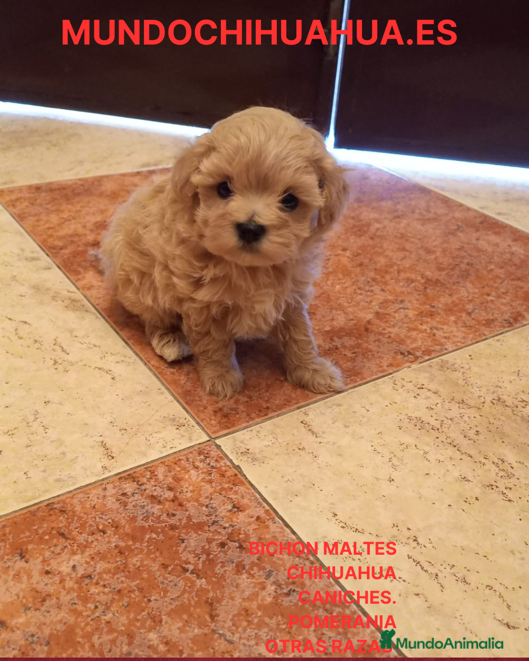 Caniche Toy perros PRECIOSOS CANICHE  ROJO LINEA TOY - Anuncio 2
