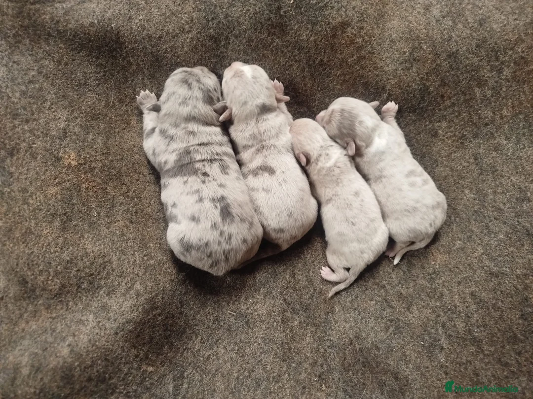 Chihuahua perros en venta: Preciosa camada de chihuahuas  - Anuncio 5