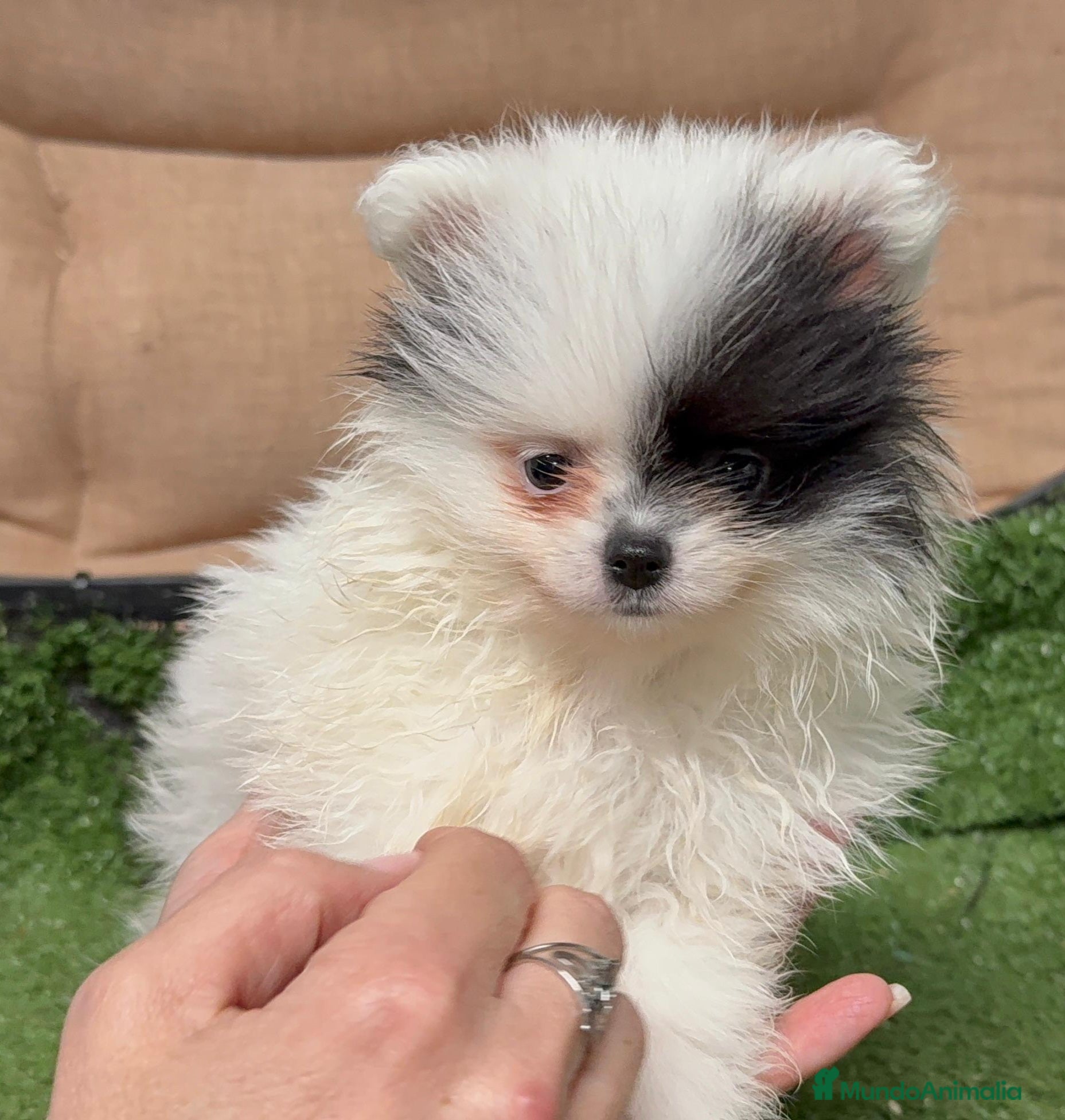 Pomerania perros Pomerania - Anuncio 5