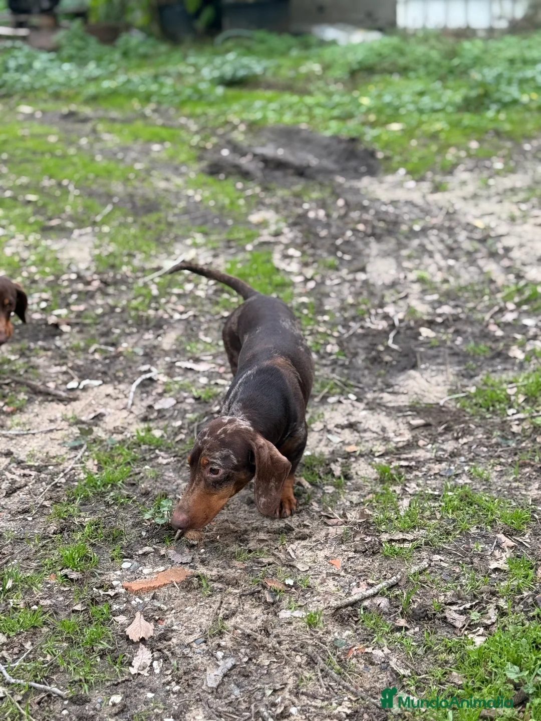 Teckel Miniatura perros para monta: Teckel arlequín chocolate - Anuncio 3