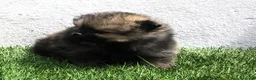 Pomerania perros en venta: Pomerania  - Anuncio 8
