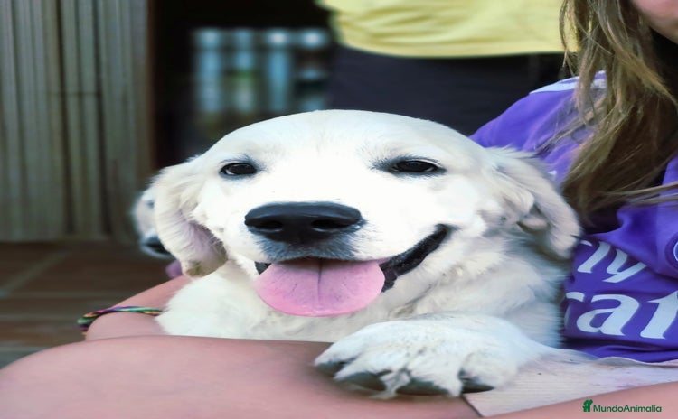 Golden Retriever perros - Anuncio 1