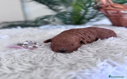 Caniche Toy perros en venta: CANICHE TOY HEMBRA - Anuncio 12