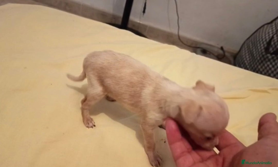 Ratón de Praga perros en venta: RATON DE PRAGA - Imagen 4