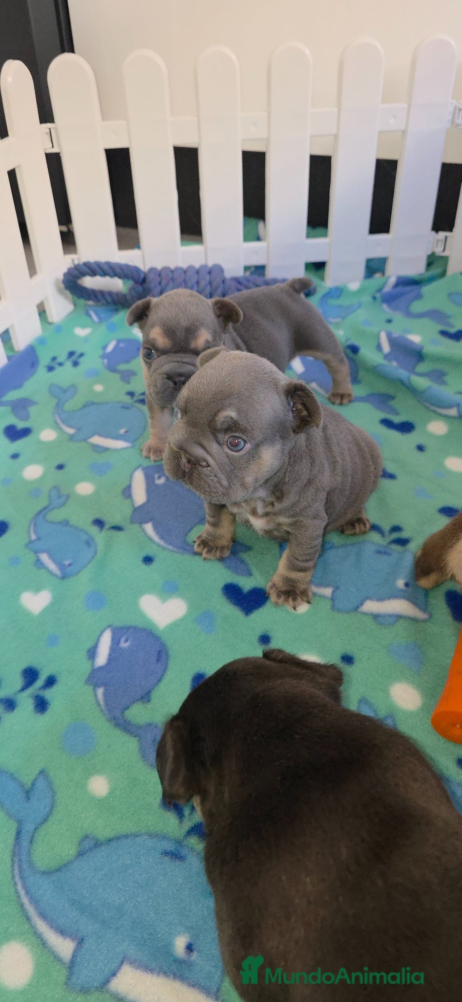 Bulldog Francés perros en venta: Frenchis exoticos  - Anuncio 5