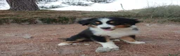 Pastor Australiano perros en venta: PASTOR AUSTRALIANO  - Anuncio 6