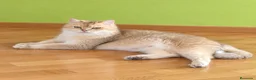 Scottish Fold gatos en venta: Scottish fold en Valencia - Anuncio 6