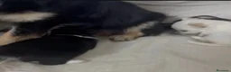 Chihuahua perros en venta: Chihuahua miniatura - Anuncio 2