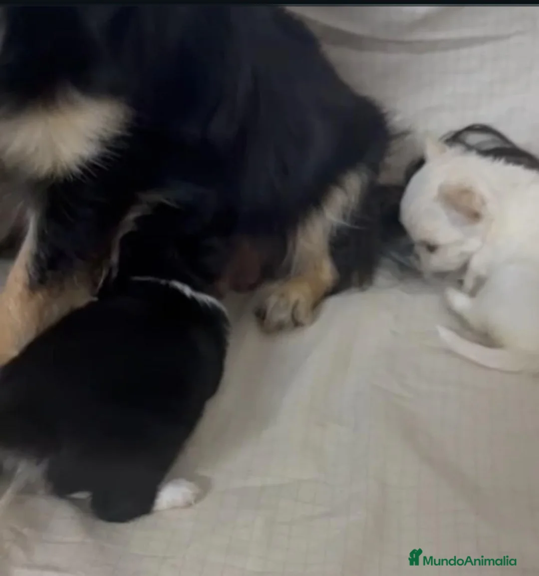 Chihuahua perros en venta: Chihuahua miniatura - Anuncio 2