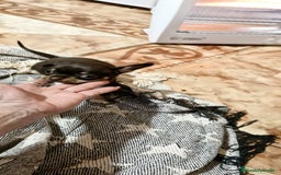 Chihuahua perros en venta: Chihuahua toy exclusivos - Anuncio 7