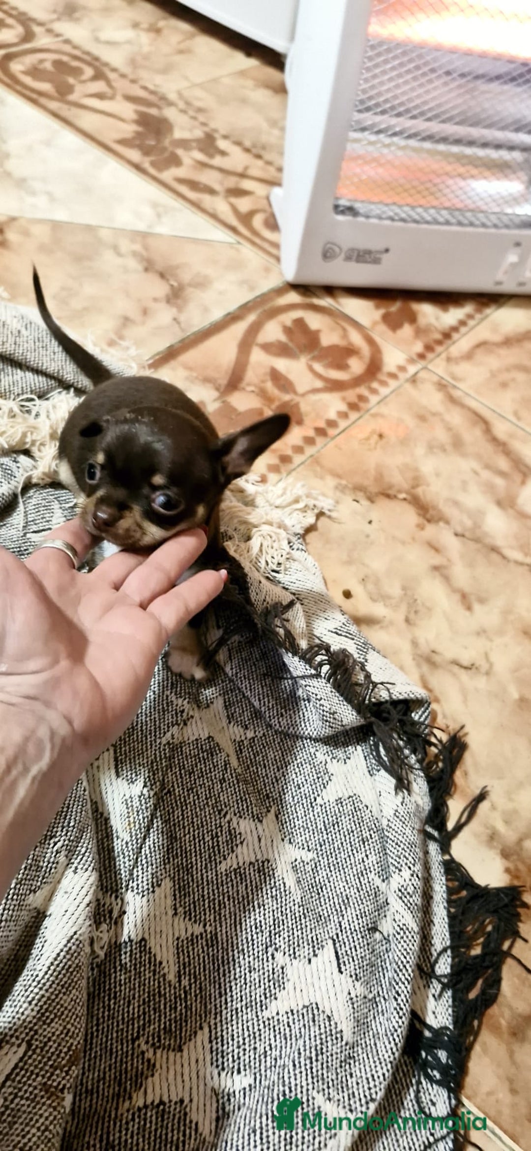 Chihuahua perros en venta: Chihuahua toy exclusivos - Anuncio 7
