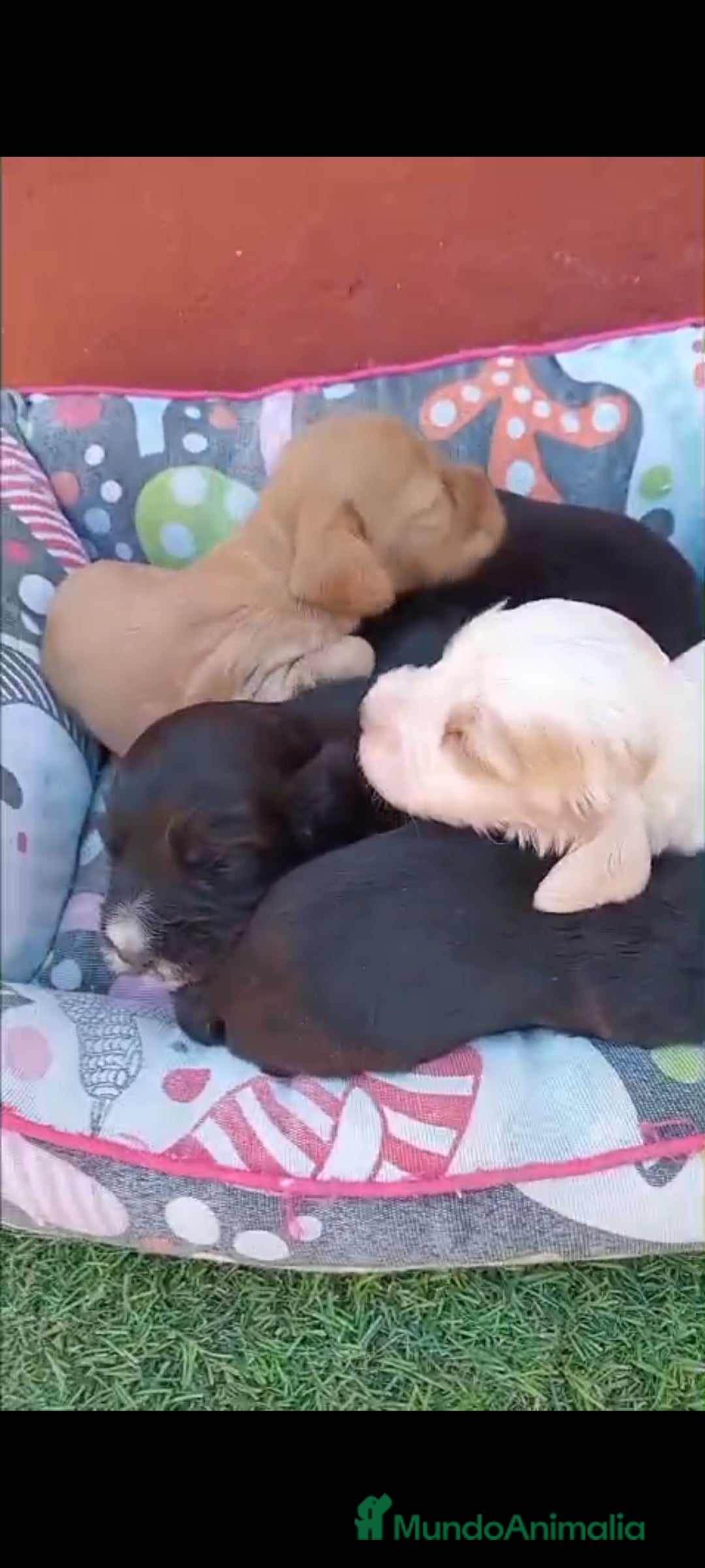 Cocker Spaniel Inglés perros en venta: Cocker spaniel ingles  - Imagen 4