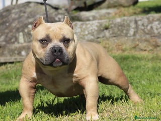American Bully perros American Bully Pocket - Anuncio 4