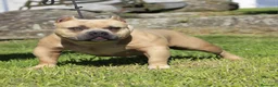 American Bully perros en venta: American Bully Pocket  - Anuncio 6