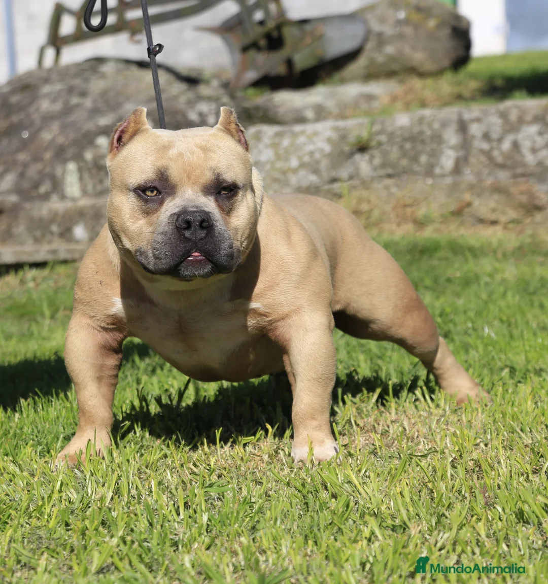 American Bully perros en venta: American Bully Pocket  - Anuncio 6