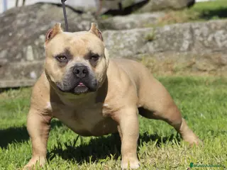 American Bully perros American Bully Pocket - Anuncio 20