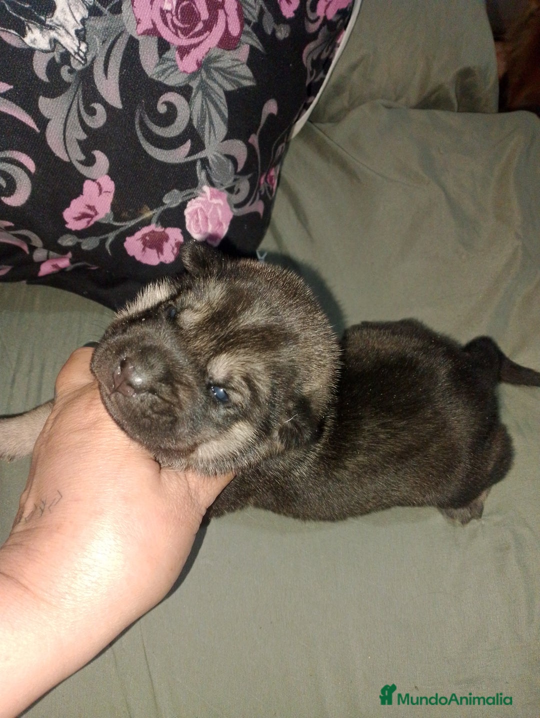 Raza Mixta perros en venta: Cachorros de sharpei con husky Siberiano  - Imagen 8