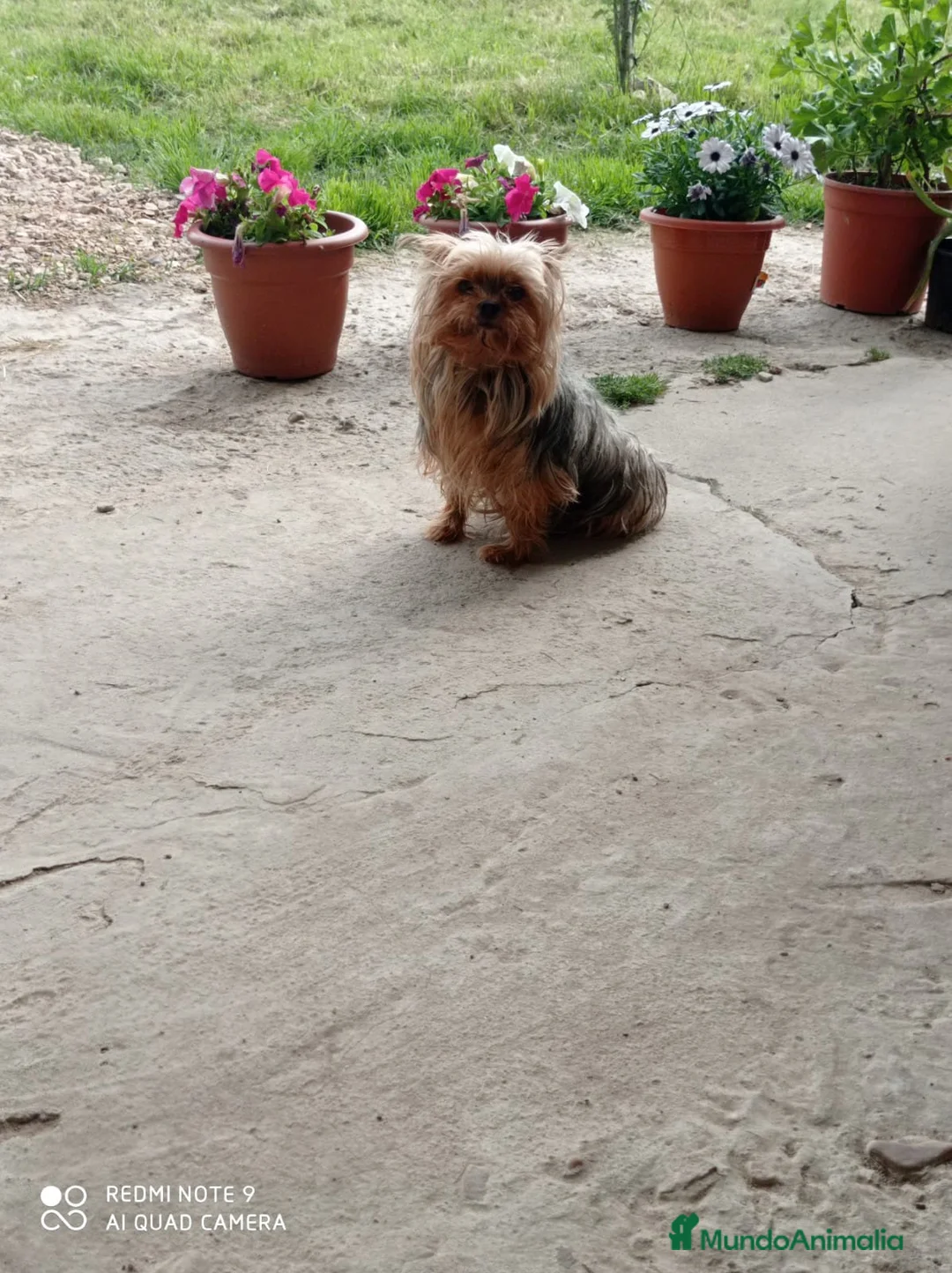 Yorkshire Terrier perros en venta: Yorkshire miniatura en Badajoz - Anuncio 2
