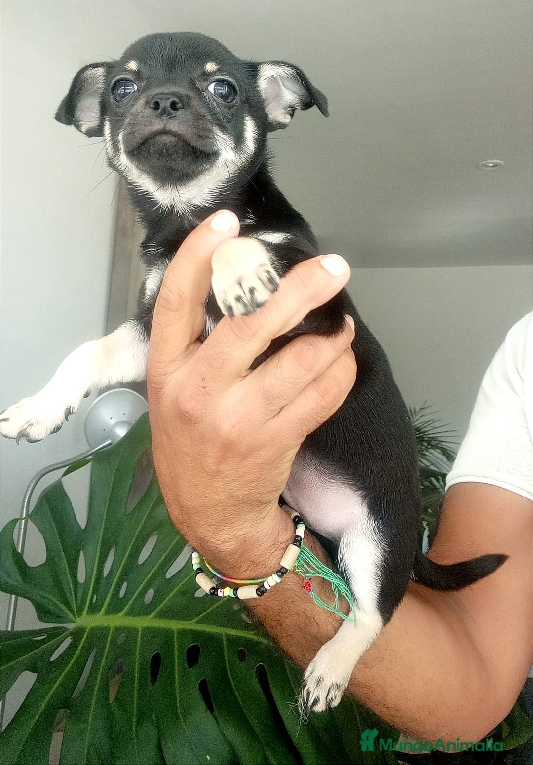 Chihuahua perros en venta: Chihuahuas  - Imagen 10