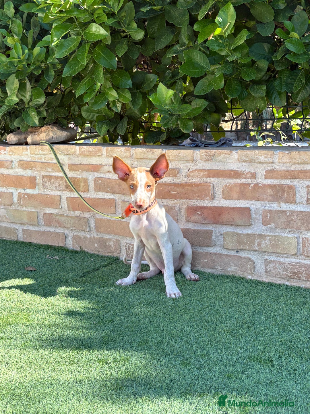 Podenco Ibicenco perros en venta: Cachorro podenco ibicenco  - Imagen 2
