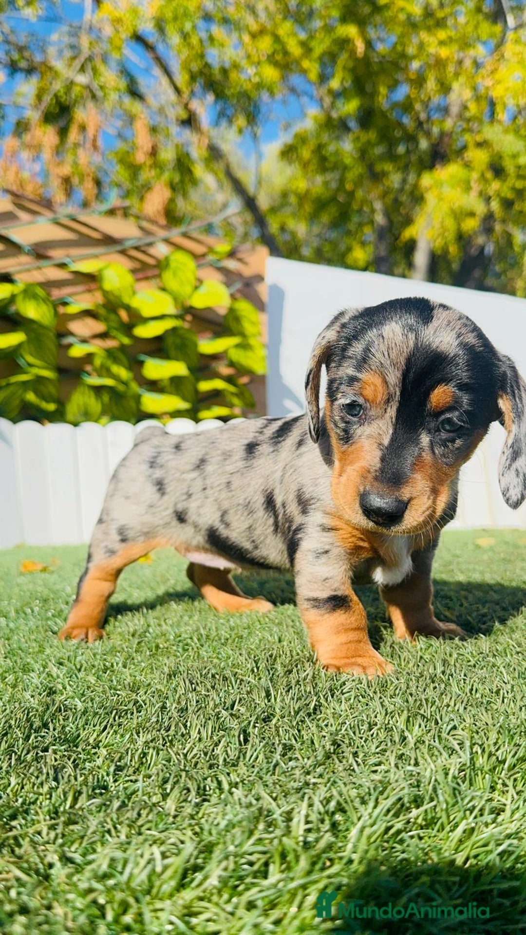 Teckel Miniatura perros en venta: TECKEL MINIATURA HEMBRA - Anuncio 2