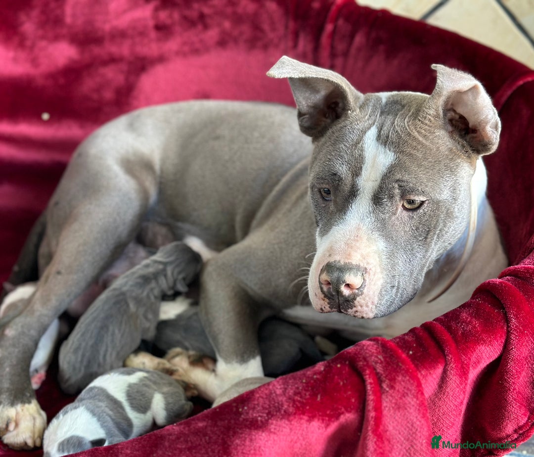 American Staffordshire-Terrier perros en venta: American Stanford, mis pequeños - Imagen 17