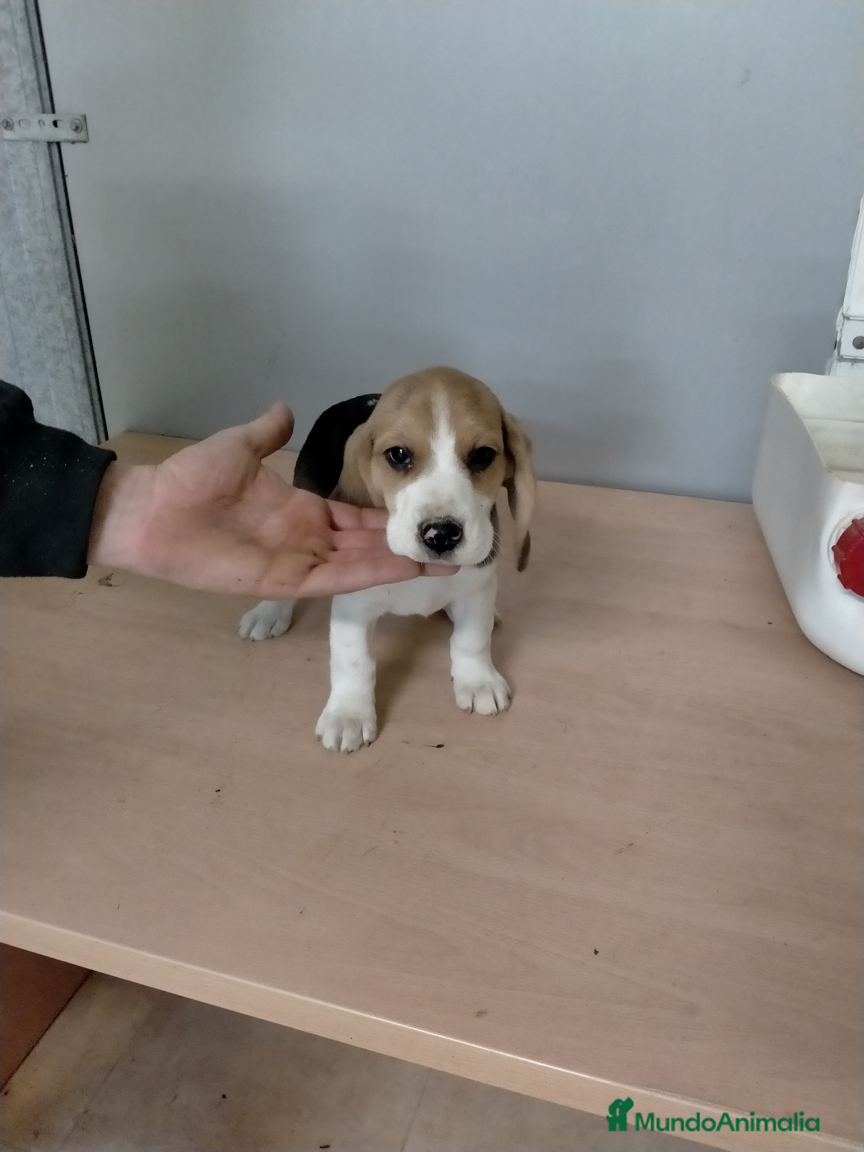 Beagle perros Cachorritos de beagle  - Anuncio 1