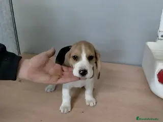 Beagle perros Cachorritos de beagle - Anuncio 1