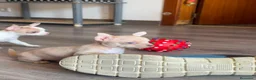 Chihuahua perros en venta: Chihuahua exotico - Anuncio 4