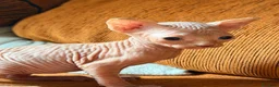 Sphynx gatos para monta: Último Sphynx blanco de la camada - Anuncio 1