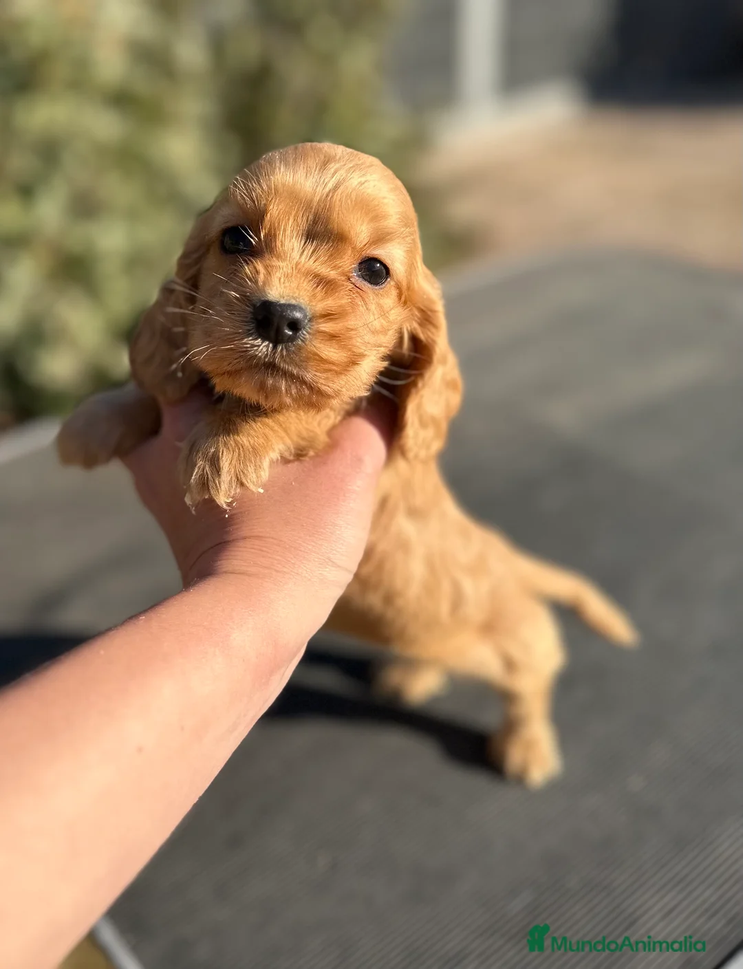 Cocker Spaniel Inglés perros en venta: COCKER SPANIEL  CAMADA PARA RESERVAR - Anuncio 5
