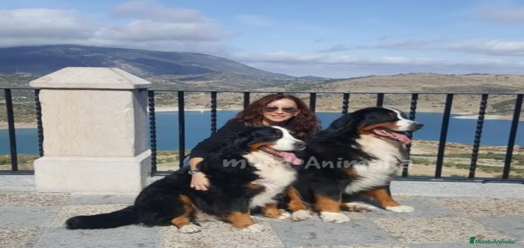 Imagen de galería {{count}}