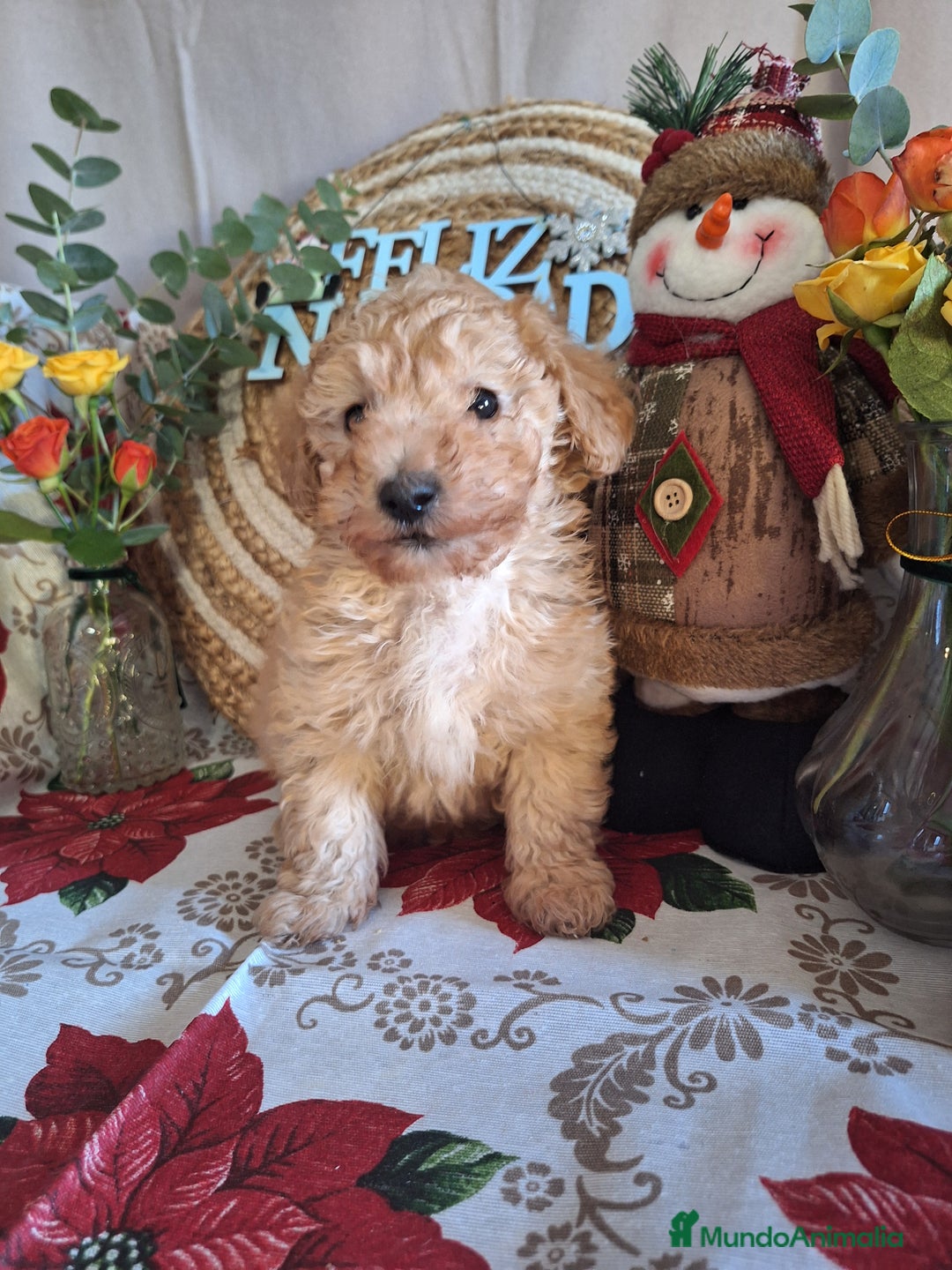 Caniche Toy perros en venta: CANICHE TOY - Anuncio 6